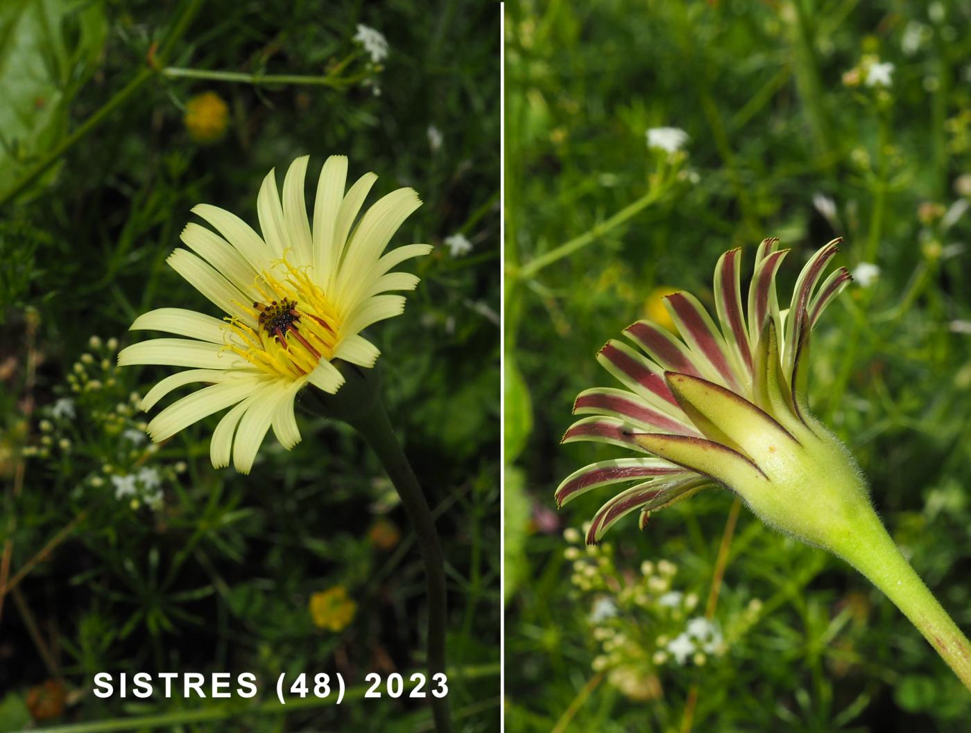 Golden-fleece flower